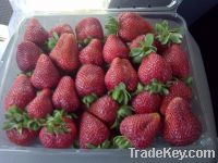 FRESH STRAWBERRIES in season