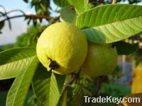 Sell Guava