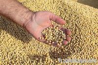 Sell Soybeans