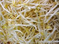 Sell Bean Sprouts