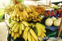 Sell Fresh Bananas