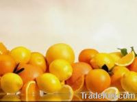 Sell Fresh Citrus Fruit