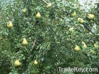 Sell Fresh Pears