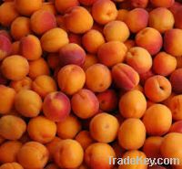 Sell Fresh Apricots