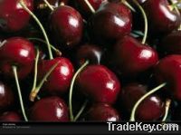 Sell Fresh Cherries