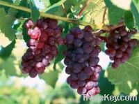 Sell Fresh Grapes