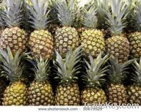 Sell Fresh Pineapples