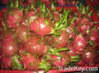 Sell Fresh Dragon Fruit