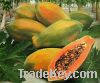 Sell Fresh Papaya