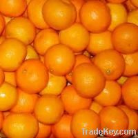 Sell Fresh Oranges