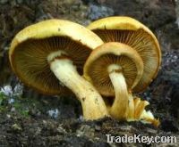 Sell Fungus & Mushrooms