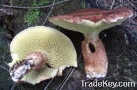 Sell Boletus