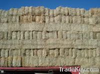 Sell Hay