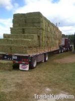 Sell Alfalfa Hay