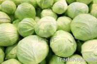 Sell  Fresh Cabbages