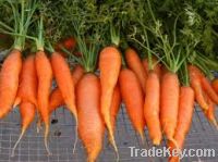 Sell Fresh Carrots