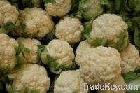 Sell Fresh Cauliflower