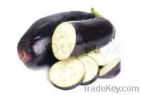 Sell Fresh Eggplant