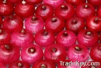 Sell Fresh Onions