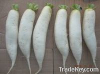 Sell Fresh Radish