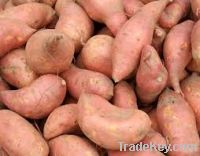 Sell Fresh Sweet Potatoes