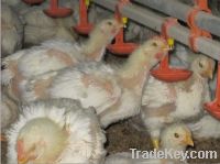 Sell Poultry Automatic Drinking System