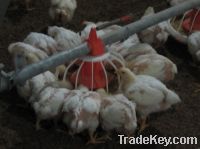 Sell Poultry Automatic Feeding System for Poultry Farm Equipment