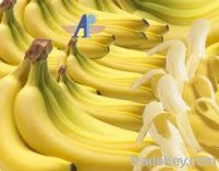 Sell Fresh Cavendish Banana