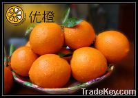 Sell fresh gannan navel orange