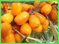 Sell Sea Buckthorn Juice
