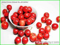 Sell Hawthorn berry extract