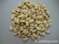 Sell best Quality Pine Nuts