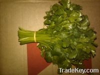 Sell Coriander, Parsley, Dill