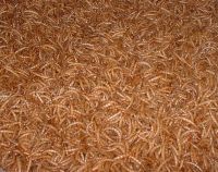 Sell excellent mealworm