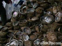 Sell Abalone Shells Raw