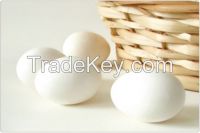 Fresh chicken eggs