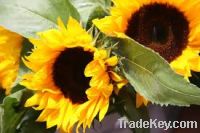 Export Refined Sunflower Oil | Pure Sunflower Oil Suppliers | Crude Sunflower Oil Exporters | Refined Sunflower Oil Traders | Raw Sunflower Oil Buyers | Pure Sunflower Oil Wholesalers | Low Price Sunflower Oil | Best Buy Sunflower Oil | Buy Sunflower Oil 