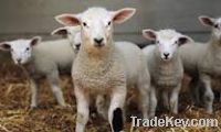 Sell live sheep, live lamb, live cow