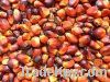 Crude Palm Oil