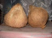 Sell matured coconut philippines