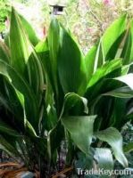 Sell Variegated Aspidistra