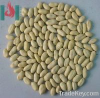 Sell blanched peanut kernel