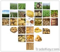 Sell holland potatoes atlantic potatoes