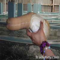 Sell Live Geoduck