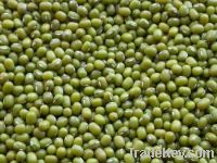 MUNG BEANS