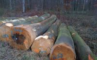 Beech Logs