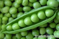 Green Peas