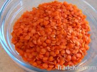 Red Lentils