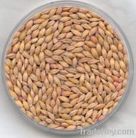 Barley