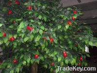 Sell artificial trees apple trees